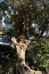 青空に向かってそびえたつ、雄大な木