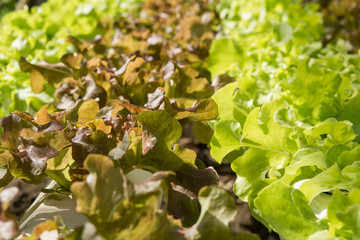 The hydroponics vegetable farm , Fresh salad lettuce in Organic farm