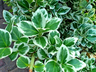 green plant in the garden