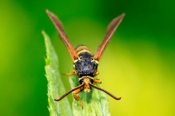Fototapeta premium Aegeriidae insects on plant