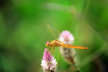 Obraz na płótnie Canvas dragonfly on a flower
