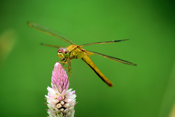 dragonfly on leaf