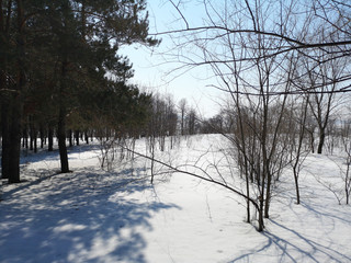 Winter Russian forest landscape with trees in early spring, melting snow