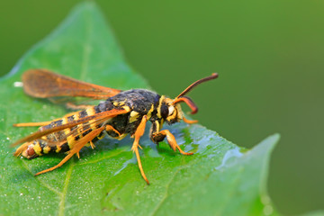 Aegeriidae insects on plant