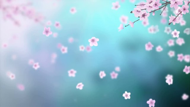 White petals of sakura falling on romantic blue abstract background. Looped 4K motion spring blossom graphic.