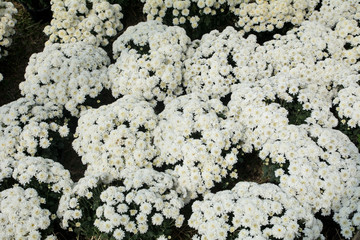 Beautiful white chrysanthemum as background picture, Chrysanthemum wallpaper