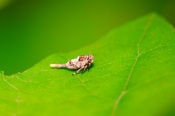 tiny insects on plant
