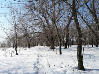 Winter Russian forest landscape with trees in early spring, melting snow