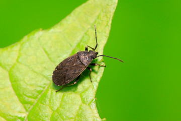 stinkbug on plant