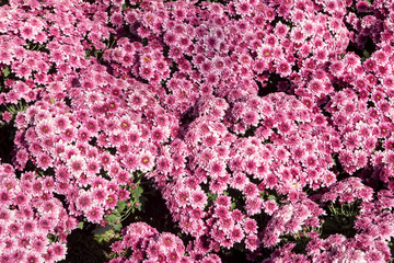 Beautiful purple chrysanthemum as background picture, Chrysanthemum wallpaper