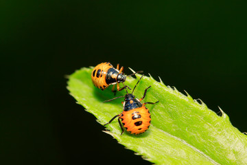 stinkbug on plant