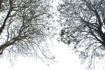 Big tree branch isolated on white