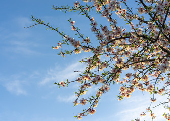 Almond blossom