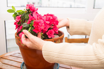 woman planting flowers in the balcony pot, gardening concept