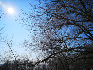 Bare branches of a dark tree against a blue sky in winter