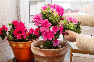 Fototapeta na wymiar Gardeners hands arranging flowers on the terrace, close-up photo