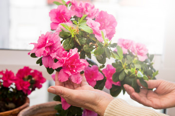 Gardeners hands arranging flowers on the terrace, close-up photo
