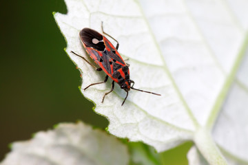 stinkbug on plant