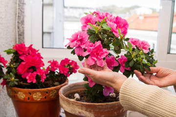 Fototapeta na wymiar Gardeners hands arranging flowers on the terrace, close-up photo