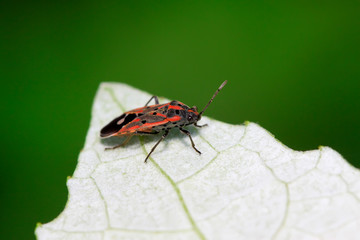 stinkbug on plant