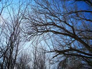 Bare branches of a dark tree against a blue sky in winter