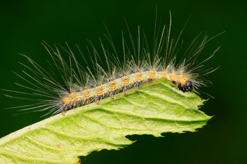 caterpillar on green leaf