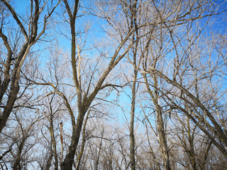 Fototapeta na wymiar Bare branches of a dark tree against a blue sky in winter