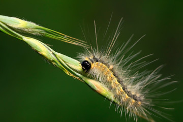 caterpillar on green leaf