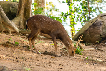 brown deer thin legs wild animals asia eating fruits from the ground against a background of stones