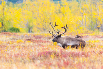 a reindeer on the background of the crimson tuna in summer