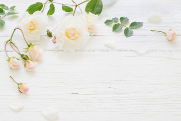 roses on white wooden background