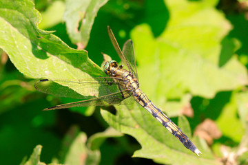 Dragonfly