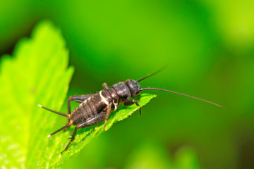 Gryllus larvae on plant