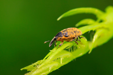 weevil on plant