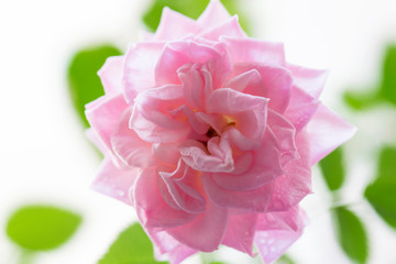 Pink rose and green leaves on a white background