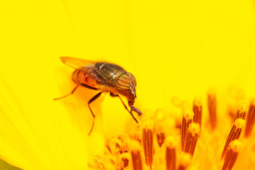 Stomorhina obsoleta