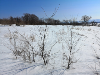 Winter Russian forest landscape with trees in early spring, melting snow