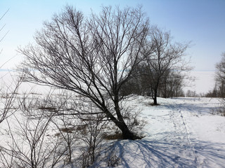 Winter Russian forest landscape with trees in early spring, melting snow