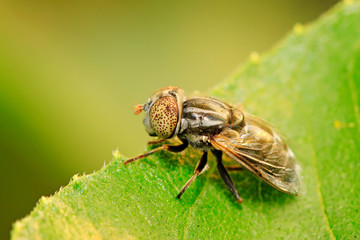 Eristalis arvorum on plant