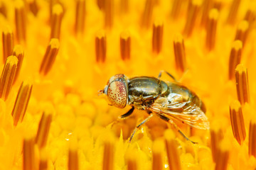 Eristalis arvorum on plant
