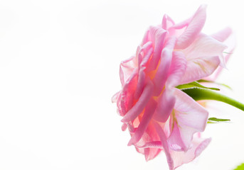 Pink rose on blurred background