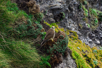 Hawk Perched on Cliff Face - Porthleven Cornwall - UK