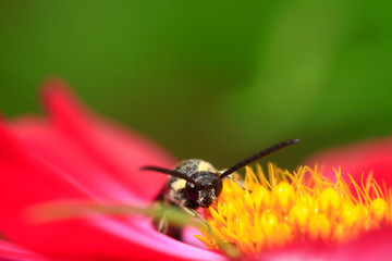 Aegeriidae insects on plant
