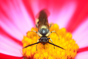 Aegeriidae insects on plant