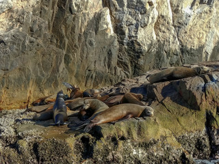 Fototapeta premium Sea lions basking in the sun at Lands End in the resort of Cabo San Lucas at the southern tip of Baja California in Mexico