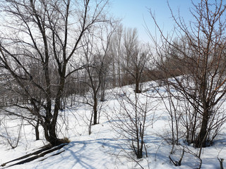 Winter Russian forest landscape with trees in early spring, melting snow