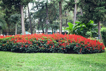 Beautiful garden in the Batumi. Summer 2018