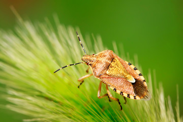 stinkbug on green leaf