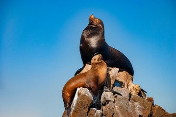 Sea lions basking in the sun at Lands End in the resort of Cabo San Lucas at the southern tip of...