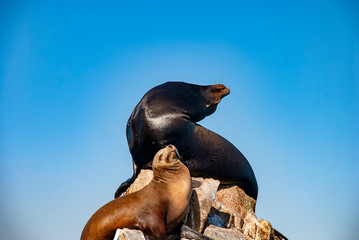 Sea lions basking in the sun at Lands End in the resort of Cabo San Lucas at the southern tip of...